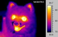 Image of a small dog taken in mid-infrared ("thermal") light with Fahrenheit scale.(false color)