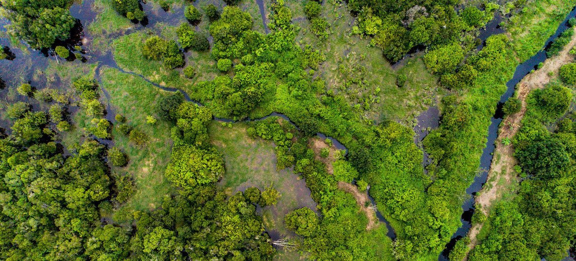 Florestas
                                                        de turfeiras,
                                                        como esta no
                                                        centro de
                                                        Kalimantan,
                                                        Indonésia, podem
                                                        armazenar gases
                                                        de dióxido de
                                                        carbono
                                                        nocivos.